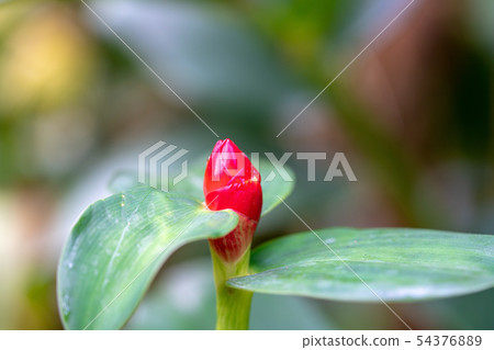 薑花蕾關閉 薑花蕾關閉 54376889