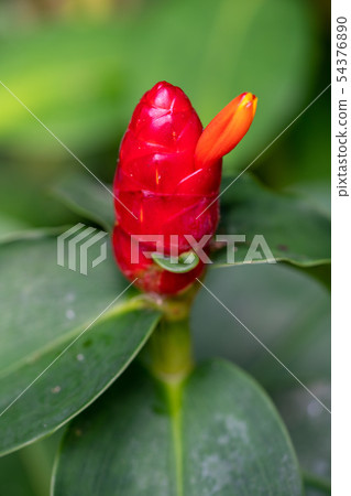 Ginger flower bud close up Ginger flower bud close up 54376890