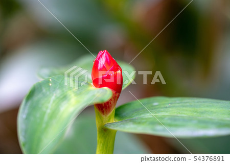 薑花蕾關閉 薑花蕾關閉 54376891