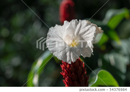 Ginger flower ginger Ginger flower ginger 54376984