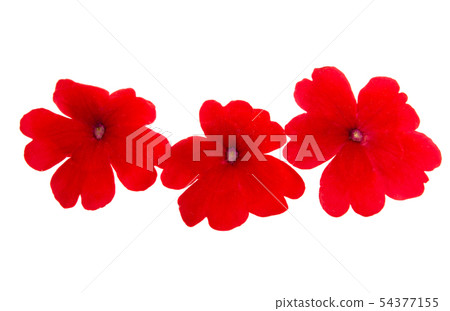 red verbena isolated red verbena isolated 54377155