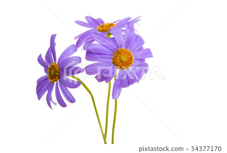senecio macrocephalus isolated senecio macrocephalus isolated 54377170