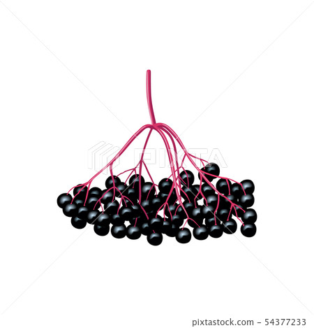 Isolated black berries on a tree branch. black 54377233