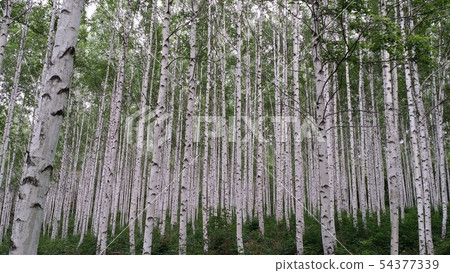 Birch Birch 54377339