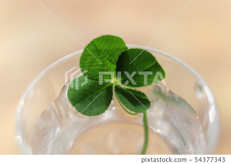 four Leaf Clover four Leaf Clover 54377343