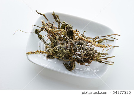 Dried plantain car ancestry herbal medicine 54377530