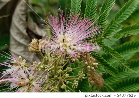 Nemnoki花 Nemnoki花 54377629