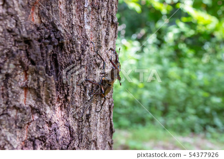 Miyamakuwagata 54377926