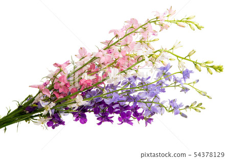 spring meadow flowers spring meadow flowers 54378129