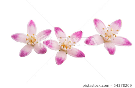 Deutzia flower isolated 54378209