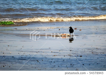 Fish carcasses and birds launched to the beach 54378943