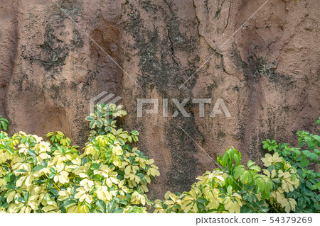 Green leaves on brown rock background Green leaves on brown rock background 54379269