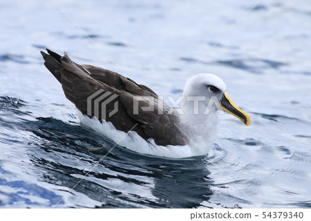 Buller's Albatross, Thalassarche bulleri, resting 54379340