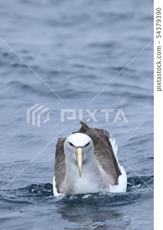 Vertical Salvin's Albatross, T. salvini, at sea Vertical Salvin's Albatross, T. salvini, at sea 54379390