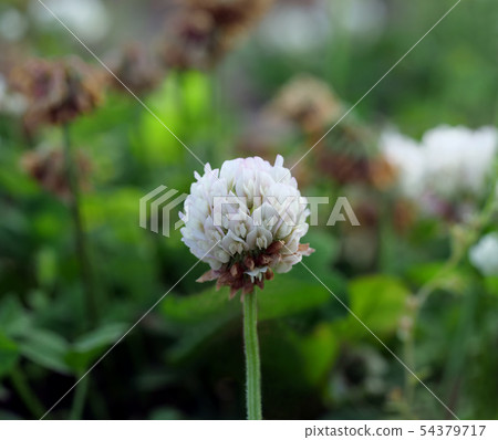 白花 白花 54379717