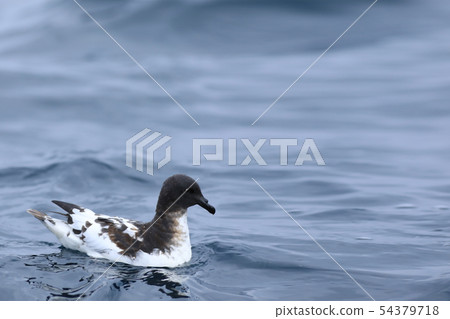 Cape Petrel, Daption capense, on sea Cape Petrel, Daption capense, on sea 54379718
