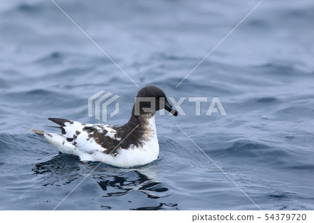 Cape Petrel, Daption capense, on ocean Cape Petrel, Daption capense, on ocean 54379720