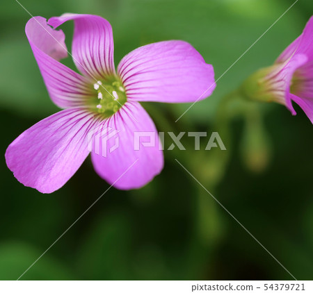粉紅色的花朵 54379721