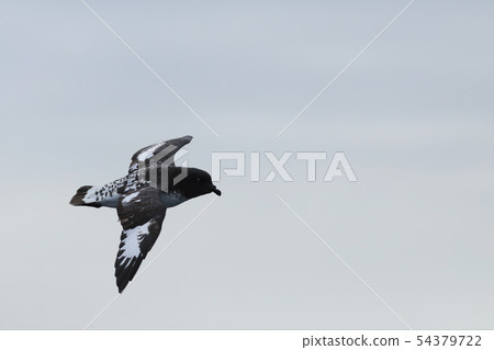 Cape Petrel, Daption capense, flying 54379722