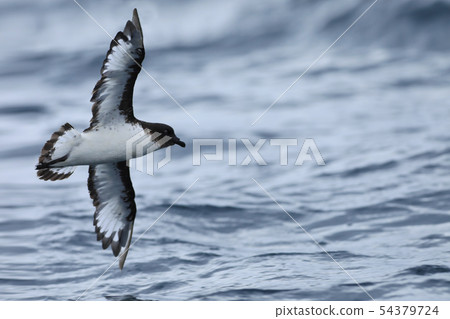 Cape Petrel, Daption capense, in flight Cape Petrel, Daption capense, in flight 54379724