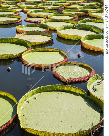 Large Victoria lotus. Large Victoria lotus. 54379744