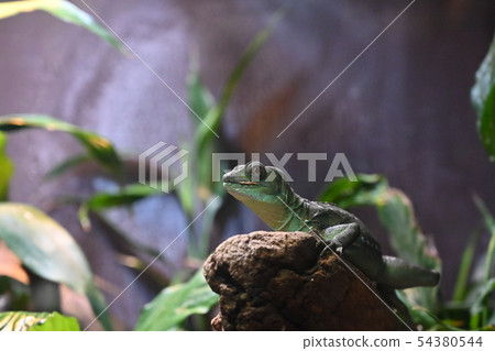Lizard (Green Basilsk) Lizard (Green Basilsk) 54380544