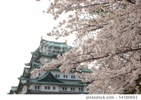 名古屋城堡和櫻花四月春天 54380601