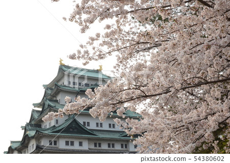 名古屋城堡和櫻花四月春天 54380602