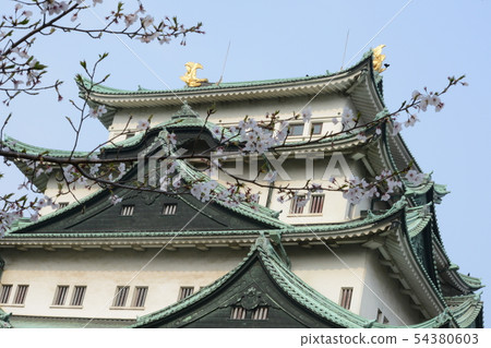 名古屋城堡和櫻花四月春天 54380603