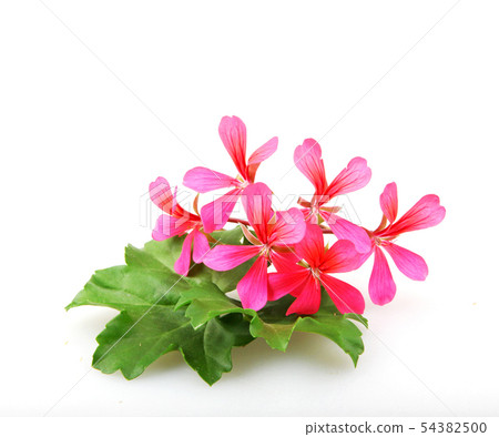 Geranium Pelargonium Flowers Isolated On White Geranium Pelargonium Flowers Isolated On White 54382500