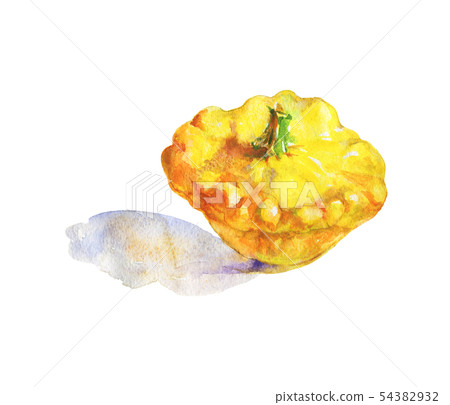 Watercolor squash Watercolor squash 54382932