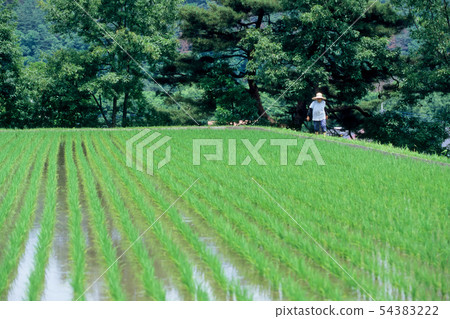 Aoda and the farmer 54383222