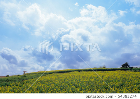 Rape field and large sky 54383274