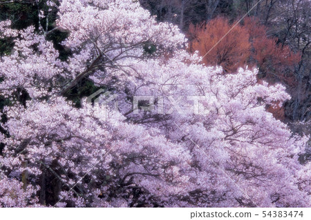 Cherry blossoms in the mountains 54383474