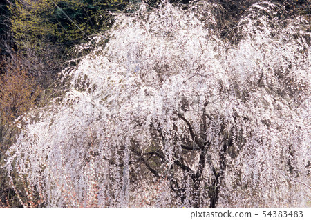 櫻花在山上 櫻花在山上 54383483