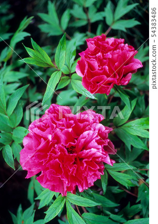 紅牡丹 54383486