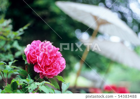 Field umbrella and peony Field umbrella and peony 54383488