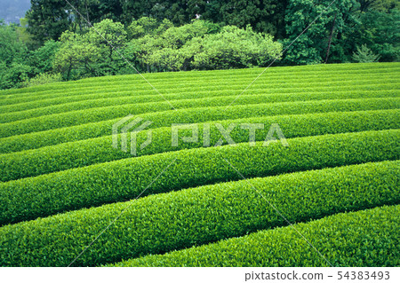 5月的茶園 54383493