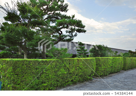 A castle barn and a splendid pine tree 54384144