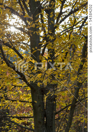 Oak forest with sun looking through the branches Oak forest with sun looking through the branches 54384202