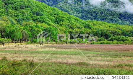新鮮的綠色小田 54384391