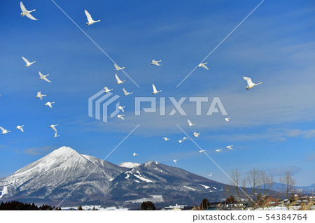 Inawashiro swans Inawashiro swans 54384764