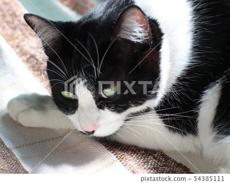 cute black and white cat  54385111