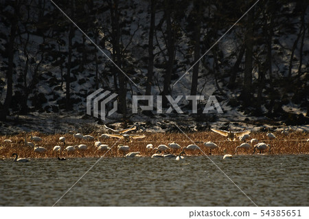 Swan in Lake Inawashiro Swan in Lake Inawashiro 54385651
