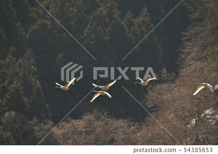 Swan in Lake Inawashiro Swan in Lake Inawashiro 54385653
