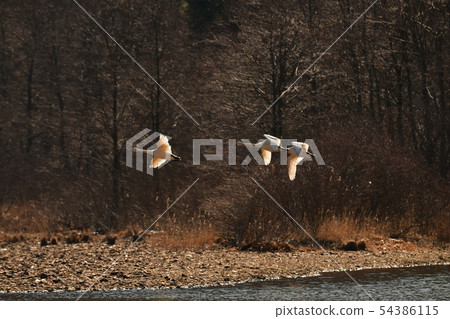 在豬苗代湖的天鵝 54386115