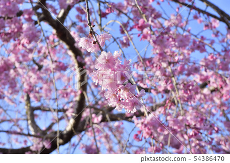 Clear stream green 54386470