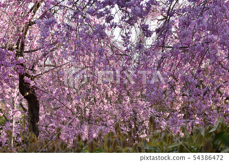 清流綠色 清流綠色 54386472