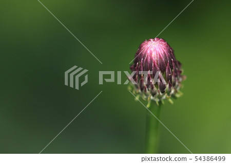 Nature plant fox thistle, salmon. It is called "thistle" but it is not thistle genus and there is no wrinkle Nature plant fox thistle, salmon. It is called "thistle" but it is not thistle genus and there is no wrinkle 54386499