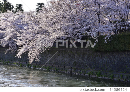 琵琶湖疏水（岡崎疏水）旅遊十I石 54386524